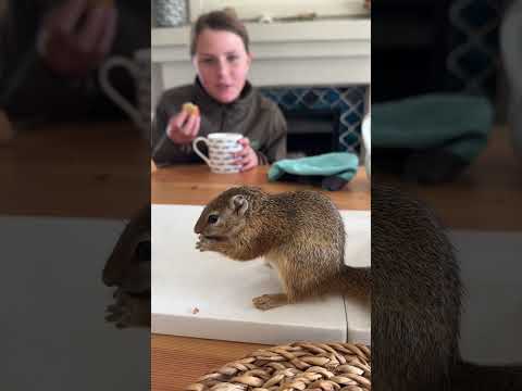 Squirelly loves a bit of tea and biscuits - isn't he too cute! 🌍🐿️