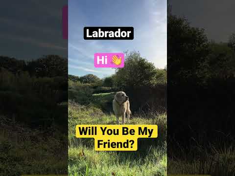 Labrador: Will you be my friend please? #Labrador #Dog #Dogs #Dogtok #WillYouBeMyFriend #CuteDog