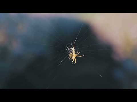 Spiders! 🕷️ Spinning Webs and Breaking Myths! #SpiderFacts #CreepyCrawlies #WebSpinners