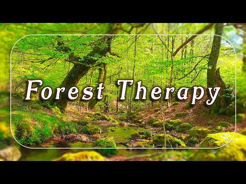 🌳Fresh Morning 🌳Healing Frequency Forest Creek Sounds with Soft Birdsong | Relaxing Bubbling Stream