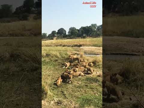 A mother tried to save her child from a lion 17.#Animal life 0007#safari #waldlife