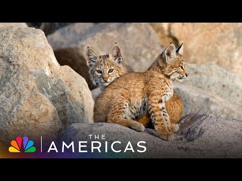 Tom Hanks Narrates Thirsty Bobcats Gulping Water | The Americas | NBC