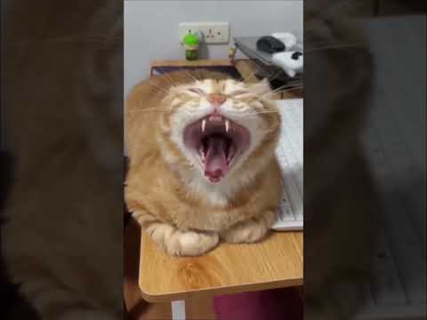 Funniest Cats and Dogs Videos 😻 try not to laugh 😆 #funny #viral #shorts