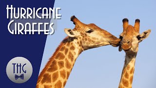 Hurricane Giraffes: San Diego's First Giraffes