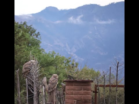 Young Great Horned Owls dusk along Turkey Creek July 31 2024