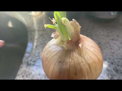 How To Grow Scallion In The Winter Months In Your House Low Maintenance