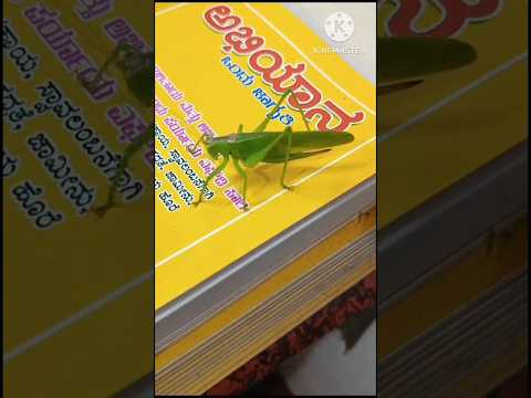 #grasshopper #reading  #books #shortsvideo #midathe #pustaka  #odu #readbooks #knowledge