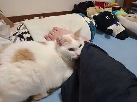 飼い主の足まくら