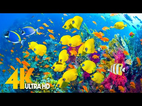 Aquarium 4K VIDEO (ULTRA HD) - Sea Animals With Relaxing Music - Rare & Colorful Sea Life Video