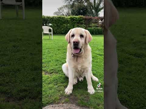 New Tiktok Trend #newtrend  #Dog #Dogs #DogTok #DogTrend #DogVideo #Labrador #Rottweiler