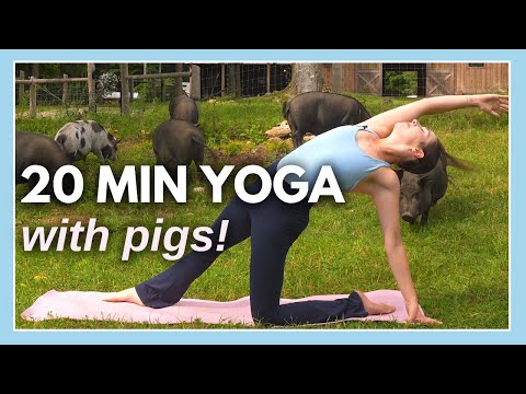 20 min Intermediate Yoga Flow - Yoga with Pigs Fundraiser