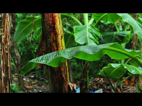 Rainforest Rain Sounds for Sleeping or Studying 🌧️ White Noise Rainstorm