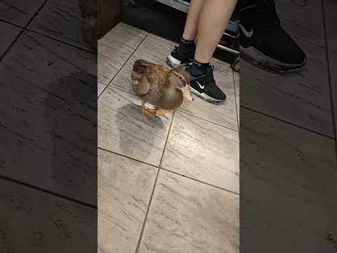 Pet duck in Taiwanese restaurant