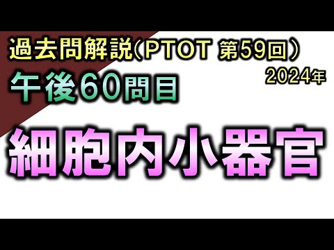 【過去問解説：第59回国家試験-午後60問目】細胞内小器官【理学療法士・作業療法士】