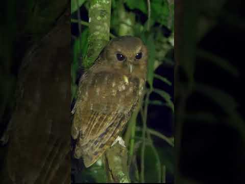 Colombian Screech-Owl #shorts