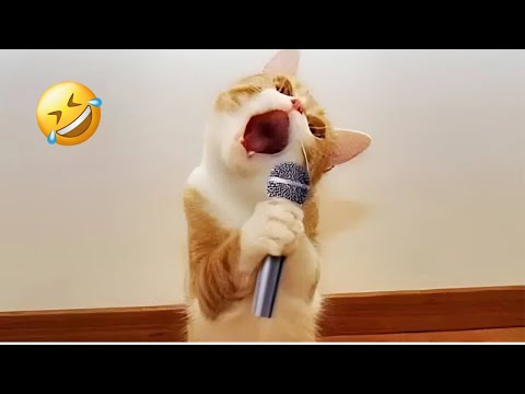 Funny Pets 2024 🐶🐱 Dogs and Cats Serving Up Laughter!