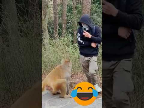 Funny short video:wait for it 🤣🤣#shorts #funny ##waitforend #viral 🤣