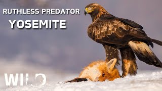 WILD YOSEMITE | The Most Ruthless Predators of North America | Wildlife Documentary