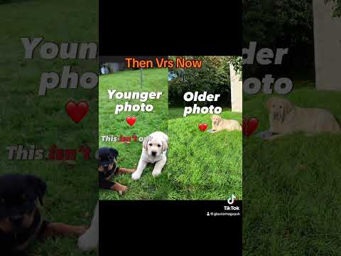 Then Vrs Now #Dog #Dogs #DogVideo #DogLife #Labrador #DogTok #DogsofInstagram