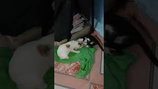 #funnycatvideos #cats #cat  #funnycats # #funnycatvideo #fun#catvideos ##cutecats #funnycat #cat