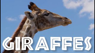 [NEW/IMPROVED] All About Giraffes for Kids: Giraffe Video for Children - FreeSchool