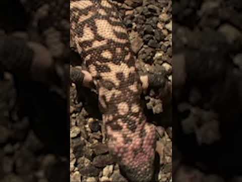 Gila Monster is a big fan of eggs! 🍳 #AmazingAnimals #GilaMonster #NatGeoKids