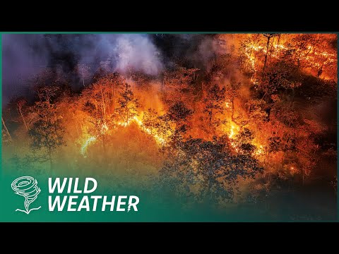 Surviving Deadly Wildfires: Eye-Witness Stories