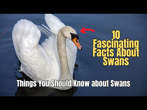 ❌ 10 Fascinating Facts About Swans 🦢 ⚠️ Why Swans are Dangerous?