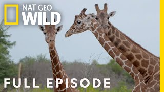 Baby Giraffes at the Zoo (Full Episode) | Secrets of the Zoo