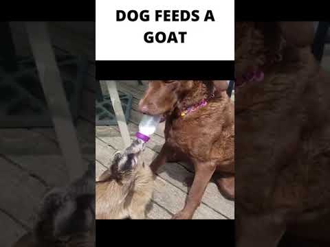 #SHORTS DOG FEEDS A GOAT