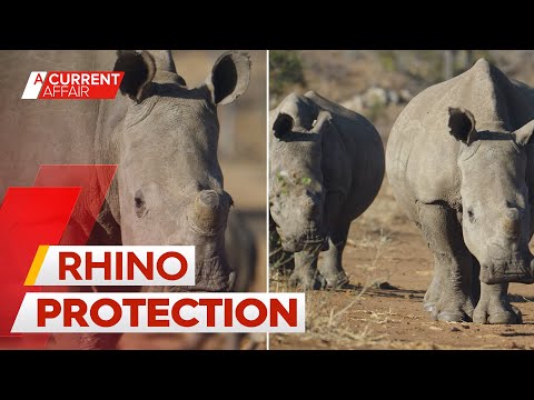 Aussie filmmaker uncovers the desperate fight to save endangered rhinos | A Current Affair