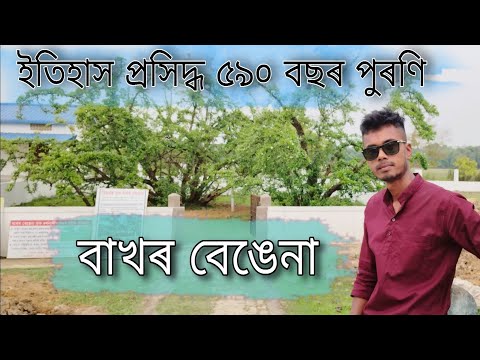 বাখৰ বেঙেনা 😱|| bakhor bengena tree || bokota bakhor bengena#sivasagar #assam