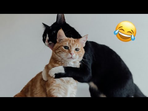 When Animals Go Wild and Funny | Viral Clips