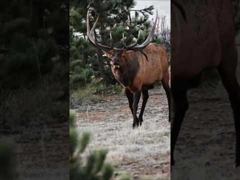 The male red deer fell badly and recovered.#Animal life 0007