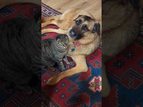 Caught Red-handed Sharing A Kiss #cute #adorable #pets