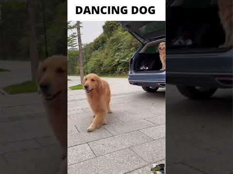 DANCING DOG #SHORTS