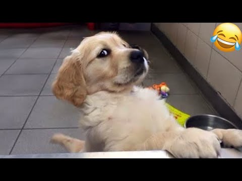 😻 New Funny Cats And Dogs Videos 2024 😂 Best Funniest Animal Videos 😆