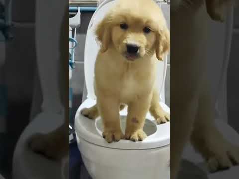 funny dogs shorts video #funny #trending #funnyshorts #short #shorts