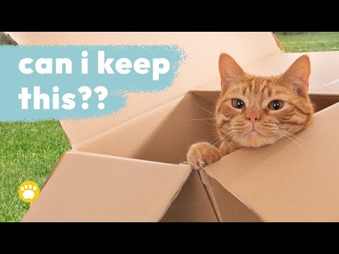 Why Do Cats Love Squares and Boxes?