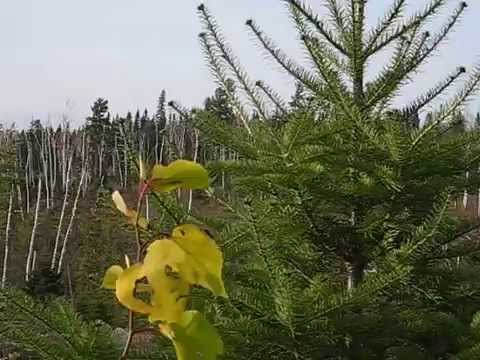 Boyd Lake Clearcut Hunt