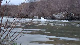 Relaxing River Sounds & Birds ina Cloudy Evening |Meditation forSleep(35 Minutes)