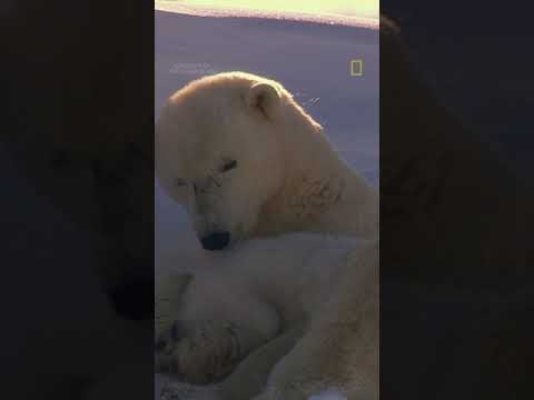 Baby Polar Bears can always trust Mama to find a nice place to cuddle #PolarBears #BabyAnimals