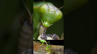 Praying Mantis: The best predator on earth #wildlife #amazinganimals