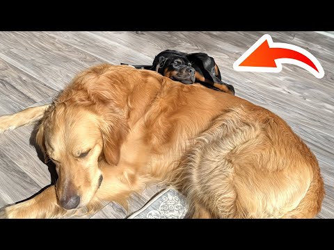 Adorable Puppy is Obsessed with Golden Retriever