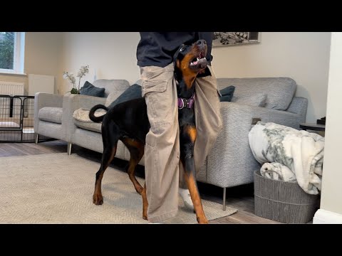 I Taught My Dogs To Walk Between My Legs!