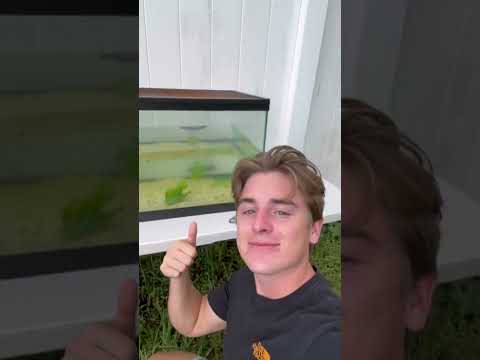 Feeding my tadpoles for the first time