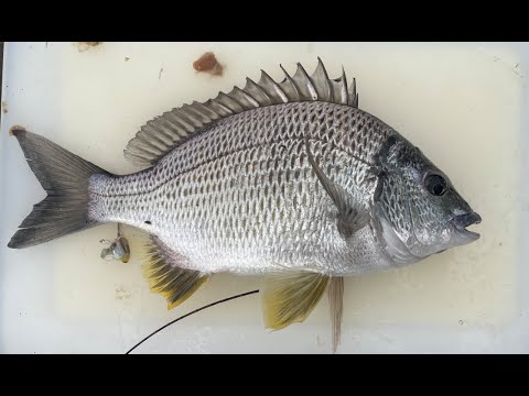 Flat Rock Fishing Garigal National Park