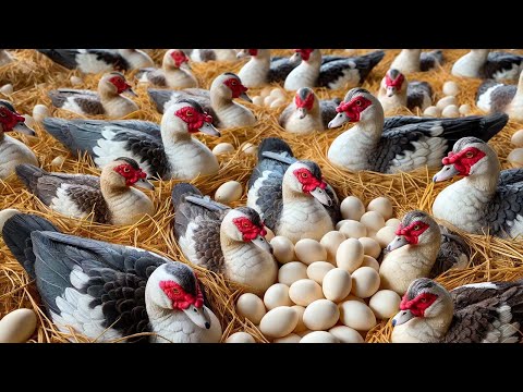 Farmers Raise Millions Of Muscovy Ducks For Eggs By This Way