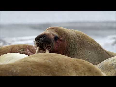 Walrus Wonders! Facts That Will Blow Your Mind!  #Walrus #OceanWildlife #ArcticAnimals