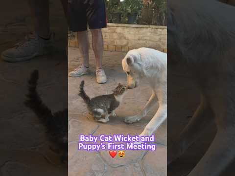 Cat Rescue: Kitten and Puppy First Meeting! #cat #animals #pets #catrescue #catvideos #cutecat #dog